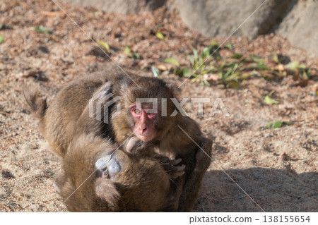 Monkey at Takasakiyama 138155654