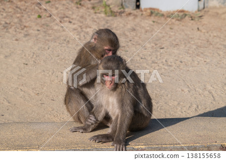 Monkey at Takasakiyama 138155658