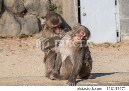 Monkey at Takasakiyama 138155671
