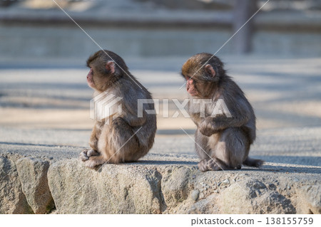 Monkey at Takasakiyama 138155759