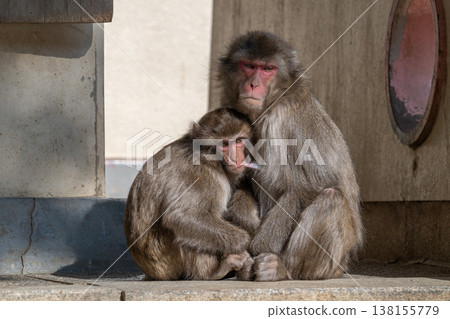 Monkey at Takasakiyama Monkey at Takasakiyama 138155779