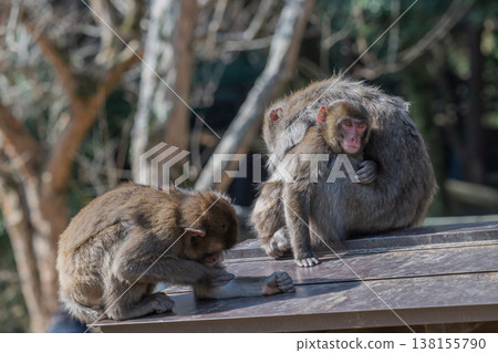 Monkey at Takasakiyama Monkey at Takasakiyama 138155790