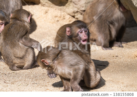 Monkey at Takasakiyama Monkey at Takasakiyama 138155808