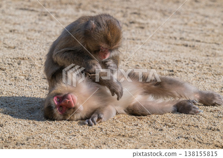 Monkey at Takasakiyama Monkey at Takasakiyama 138155815