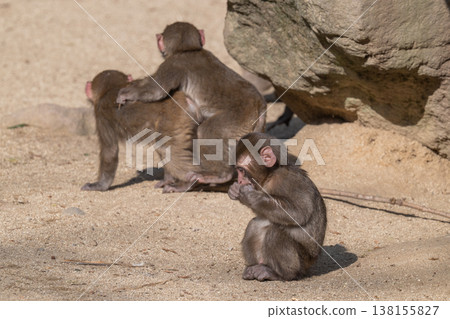 Monkey at Takasakiyama Monkey at Takasakiyama 138155827