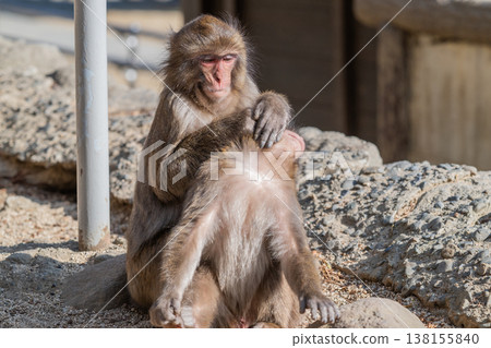 Monkey at Takasakiyama Monkey at Takasakiyama 138155840
