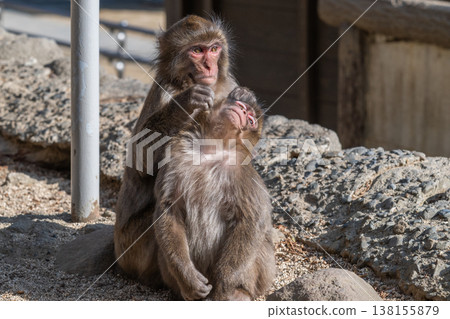 Monkey at Takasakiyama Monkey at Takasakiyama 138155879
