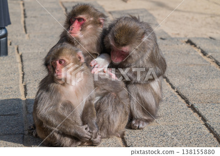 Monkey at Takasakiyama Monkey at Takasakiyama 138155880