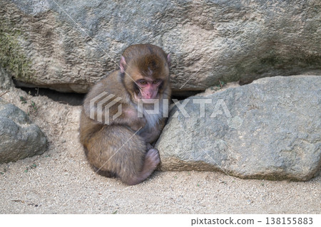 Monkey at Takasakiyama Monkey at Takasakiyama 138155883
