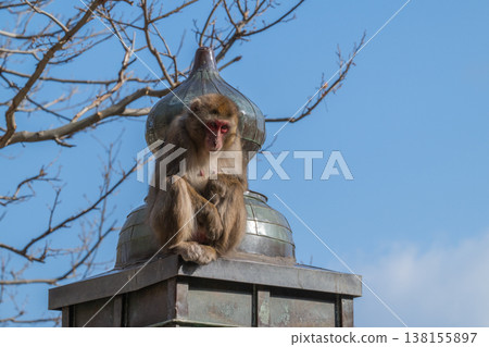 Monkey at Takasakiyama Monkey at Takasakiyama 138155897