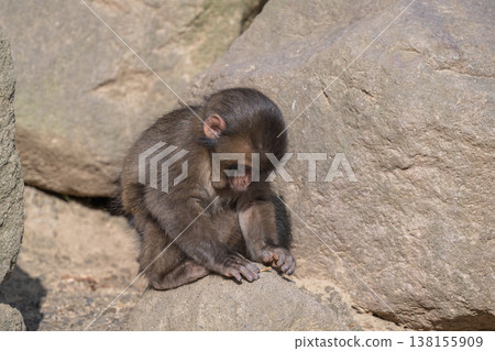 Monkey at Takasakiyama Monkey at Takasakiyama 138155909