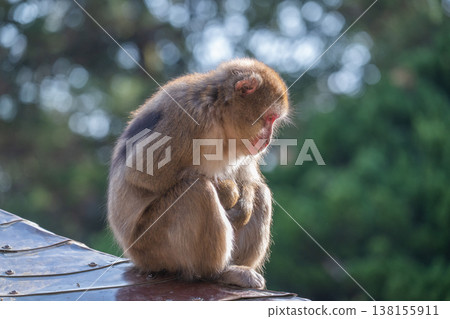 Monkey at Takasakiyama 138155911