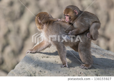 Monkey at Takasakiyama 138155927