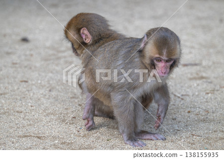 Monkey at Takasakiyama Monkey at Takasakiyama 138155935