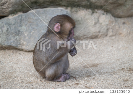 Monkey at Takasakiyama Monkey at Takasakiyama 138155940