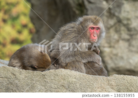 Monkey at Takasakiyama Monkey at Takasakiyama 138155955