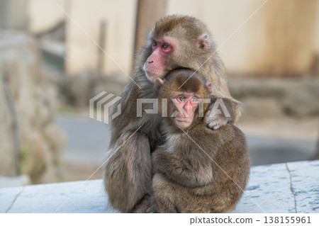 Monkey at Takasakiyama Monkey at Takasakiyama 138155961