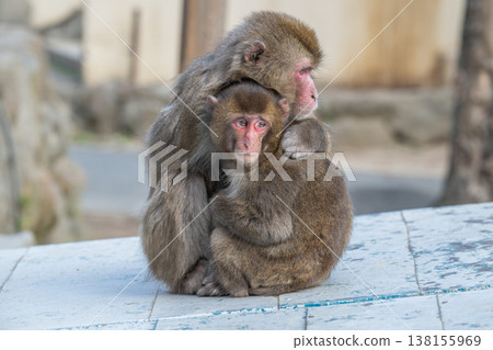在高崎山的猴子 138155969