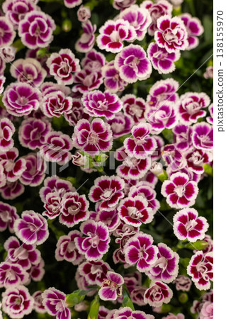 Dianthus flowers displaying a dense carpet of magenta and white petals, creating an intricate natural pattern and offering a beautiful botanical background in spring 138155970