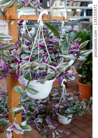 Tradescantia nanouk with vibrant pink, green and white variegated leaves spilling from a white hanging pot in a greenhouse nursery, perfect for indoor display and decor 138155971