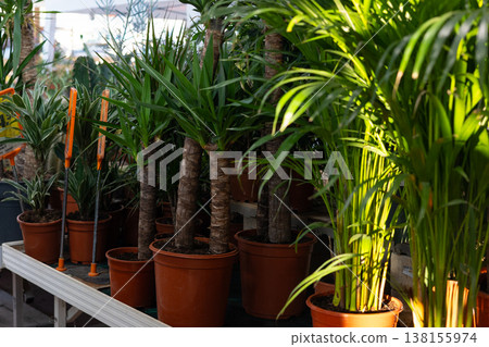 Potted yucca and palm plants displaying vibrant green foliage growing in a commercial nursery, symbolizing growth, nature, and the beauty of thriving houseplants Potted yucca and palm plants displaying vibrant green foliage growing in a commercial nursery, symbolizing growth, nature, and the beauty of thriving houseplants 138155974