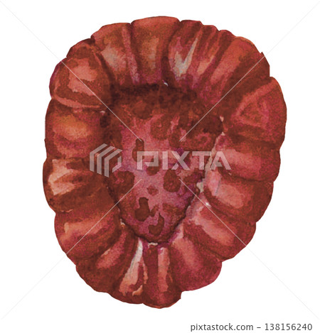 Raspberry Watercolor Fresh Red Berry Illustration Isolated 138156240