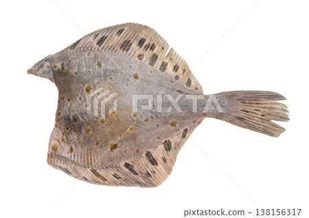 Whole raw flounder flatfish isolated on white background fresh seafood ingredient with spotted skin. 138156317