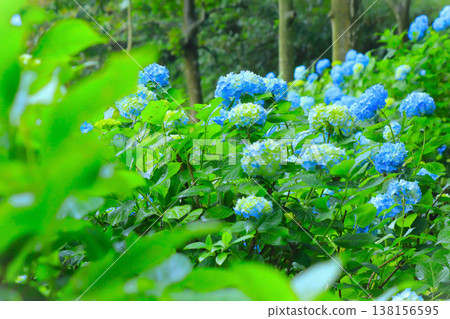 一簇簇被雨水打濕的藍色繡球花。 138156595