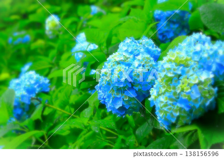 Blue hydrangeas wet with rain Blue hydrangeas wet with rain 138156596
