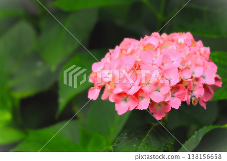 Pink hydrangea flower wet in the rain Pink hydrangea flower wet in the rain 138156658