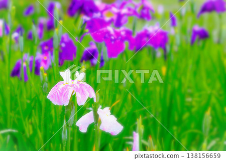 A cluster of reddish-purple and bluish-purple irises, wet with rain. 138156659