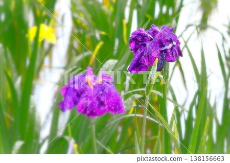 Blue-purple irises being battered by a torrential downpour Blue-purple irises being battered by a torrential downpour 138156663