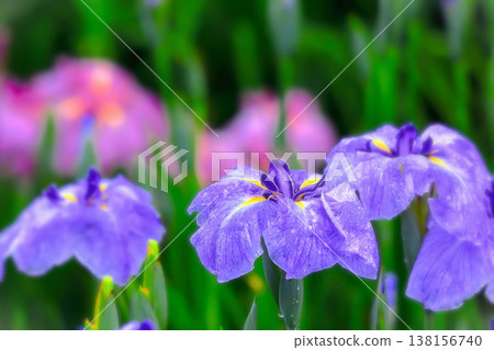 Blue irises drenched in torrential rain Blue irises drenched in torrential rain 138156740