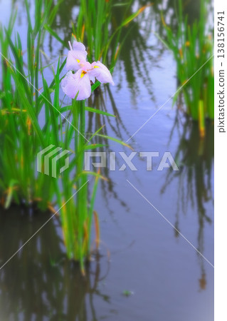雨中鳶尾花閃閃發光，雨後藍天倒映在水面上。 138156741