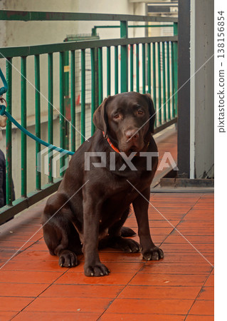 Labrador pet dog tied to a metal fence Labrador pet dog tied to a metal fence 138156854