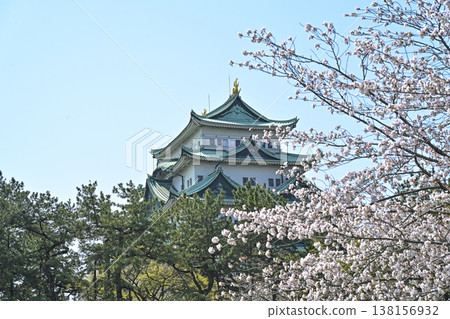 名古屋城堡和櫻花 138156932