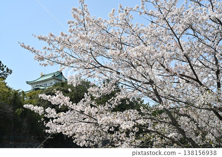 名古屋城堡和櫻花 名古屋城堡和櫻花 138156938