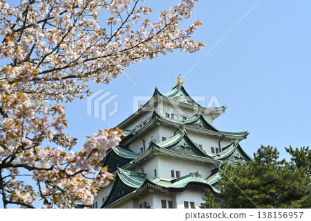 名古屋城堡和櫻花 名古屋城堡和櫻花 138156957