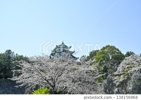 Nagoya castle and cherry blossoms 138156968