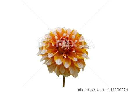 Orange dahlia flower on a white background Orange dahlia flower on a white background 138156974