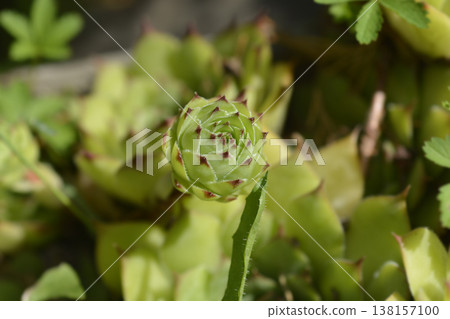 Close up of a common houseleek rosette in a sunny garden 138157100