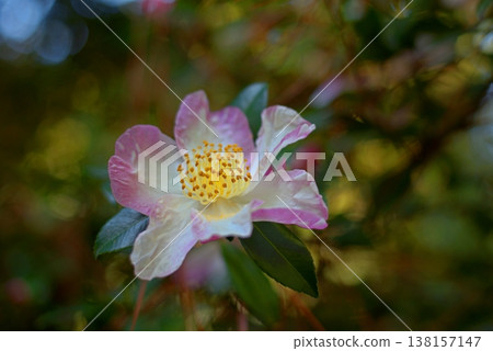 Autumn-blooming Japanese camellia. An evergreen flowering shrub in the garden. Autumn-blooming Japanese camellia. An evergreen flowering shrub in the garden. 138157147