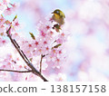 White-eye and cherry 138157158
