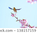 White-eye and cherry 138157159