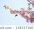 White-eye and cherry 138157160