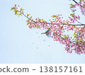 White-eye and cherry 138157161