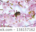 White-eye and cherry 138157162