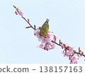 White-eye and cherry 138157163