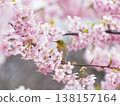 White-eye and cherry 138157164