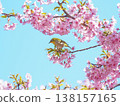 White-eye and cherry 138157165